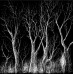 RADIOHEAD - THE KING OF LIMBS 2011 (TICK001LP) TICKER TAPE/EU MINT