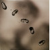 PETER GABRIEL - UP 2002/2016 2 LP SET (0884108004579) REAL WORLD/CAROLINE/EU MINT